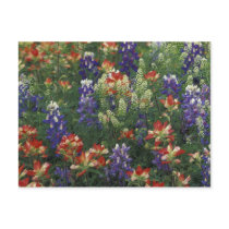 NA, USA, Texas, near Marble Falls, Paint brush Post Card
