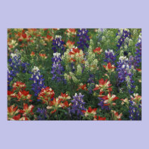 NA, USA, Texas, near Marble Falls, Paint brush posters