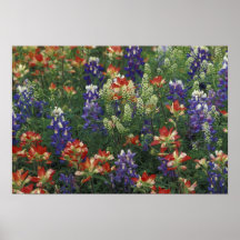 NA, USA, Texas, near Marble Falls, Paint brush Posters