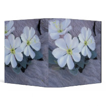 NA, USA, Utah, Arches NP, Evening primrose Binders