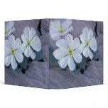 NA, USA, Utah, Arches NP, Evening primrose Binders