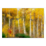 NA, USA, Washington, Fall Aspen Trees along Cards
