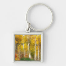 NA, USA, Washington, Fall Aspen Trees along Key Chains