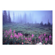 NA, USA, Washington, Foggy Alpine Meadow, Mt.
