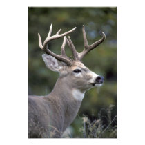 NA, USA, Washington State, White-tailed deer,