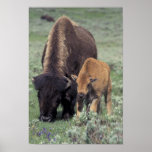 NA, USA, Wyoming, Yellowstone National Park. Posters