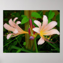 Naked Ladies Pink Lily Floral Print