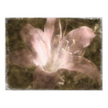 flower, floral, nature, naked lady lily, amaryllis