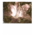 Naked lady lily - T-shirt