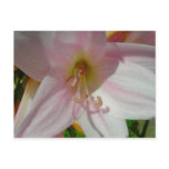 Naked Lady Post Cards