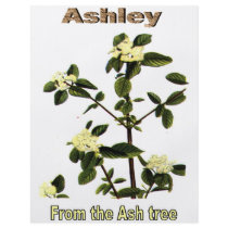 Names&Meanings - Ashley flyers by Solus101 Names&Meanings - Ashley flyers