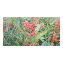 Nandina Berries Photo Cards