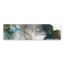 Nandopsis haitiensis bumper stickers