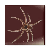Nanno, the 'Trick' of the 'Trick or Treat' magnets