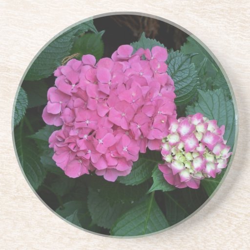 Nantucket Hydrangea Beverage Coaster