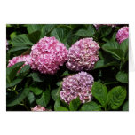 Nantucket Hydrangeas Greeting Cards