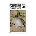 Nantucket Scallop Shell postage by AmericanGirl23 Nantucket Scallop Shell postage
