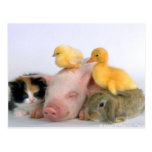 Nap Time for the Animals Post Card