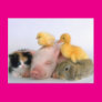 Nap Time for the Animals Post Card Nap Time for the Animals Post Card