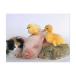 Nap Time for the Animals Post Card