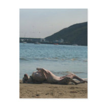 Nap Time... postcards