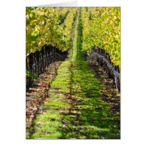 Napa Valley California Grape Vineyard Greeting Cards