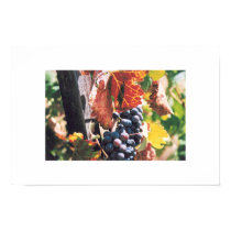 Napa Valley Grape Bunch with Leaves posters