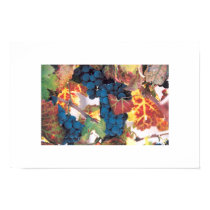 Napa Valley Grape Vine, Vineyard posters