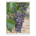 Napa Valley Grapes cards by shilohspottydotty Napa Valley Grapes cards