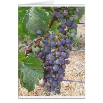 Napa Valley Grapes cards