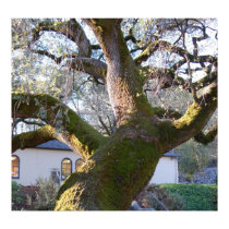 Napa Valley Oak Tree posters