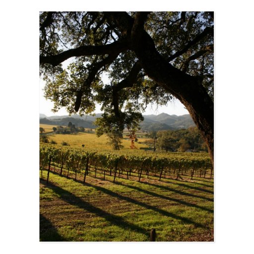 NAPA VALLEY POST CARD