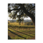 NAPA VALLEY POST CARD