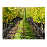 Napa Valley Vineyard in California Post Card