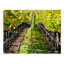 Napa Valley Vineyard in California Post Card