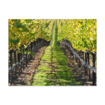Napa Valley Vineyard in California Post Card