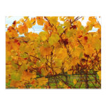 Napa Valley Wine Country Vineyard Postcard
