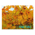 Napa Valley Wine Country Vineyard Postcard