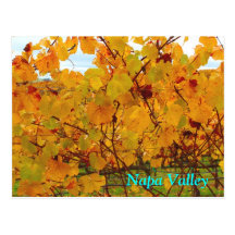 Napa Valley Wine Country Vineyard Postcard