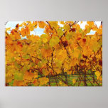 Napa Valley Wine Country Vineyard Print