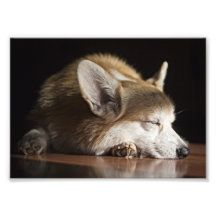 Napping Corgi Photo