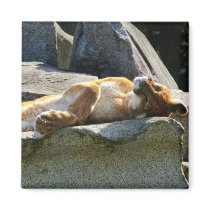 Napping Cougar magnets by PaintedPhotography Napping Cougar magnets
