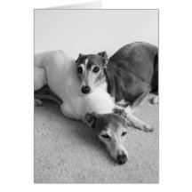 Napping Italian Greyhounds Card