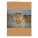 Napping Kitty cards