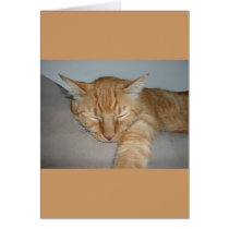 Napping Kitty cards
