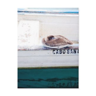 Napping Pelican postcard