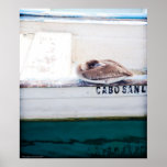 Napping Pelican posters