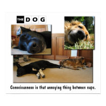 Napping. posters