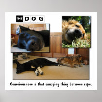 Napping. Poster