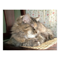 Napping Tabby Cat posters